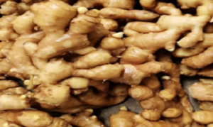Ginger