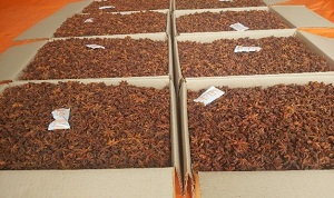Anise