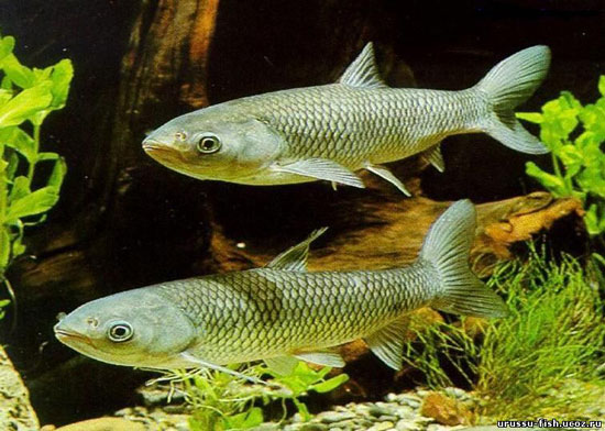 Carp