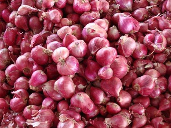 Purple onion
