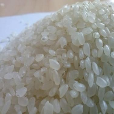 Japonica Rice