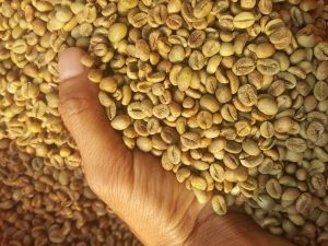 Robusta Honey Process Coffee
