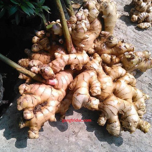 Thin Ginger (Paris Ginger)