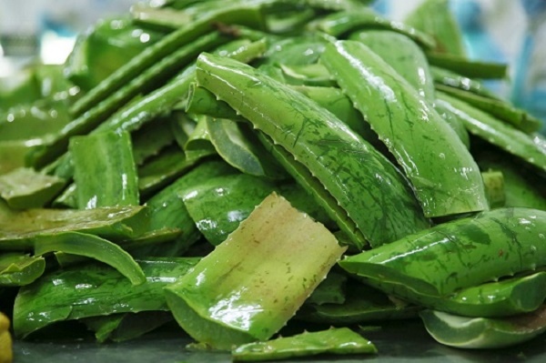 Fresh aloe vera leaves