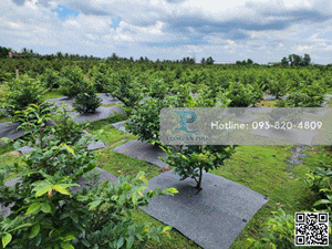 Geotextile Felt Fabric