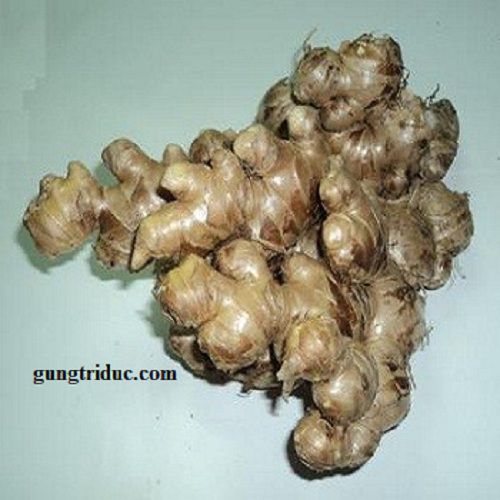 Ginger Variety
