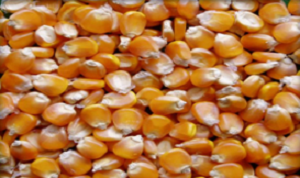 Corn