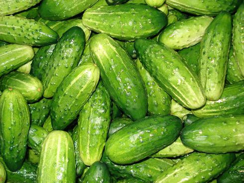 Cucumber