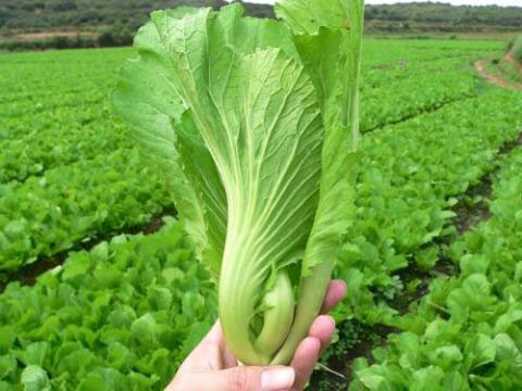 Mustard Green