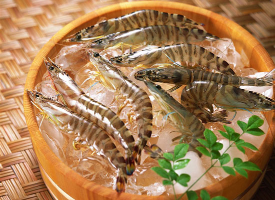 Shrimp