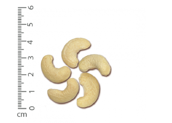 Raw cashew kernel Ww450