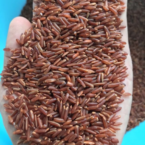 Dragon Red Rice