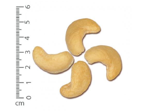Raw cashew kernel WW240
