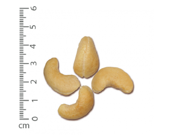 Raw cashew kernel WW320