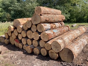 Round Oak Wood