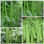 Da Chang Yuan Seed Co., Ltd