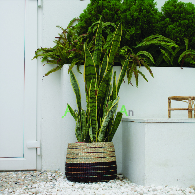 Seagrass planter featuring a plastic lining