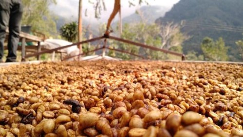 Honey Process