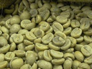 Arabica S18